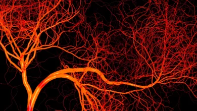 General_EduRes_Heart_BloodVessels_0