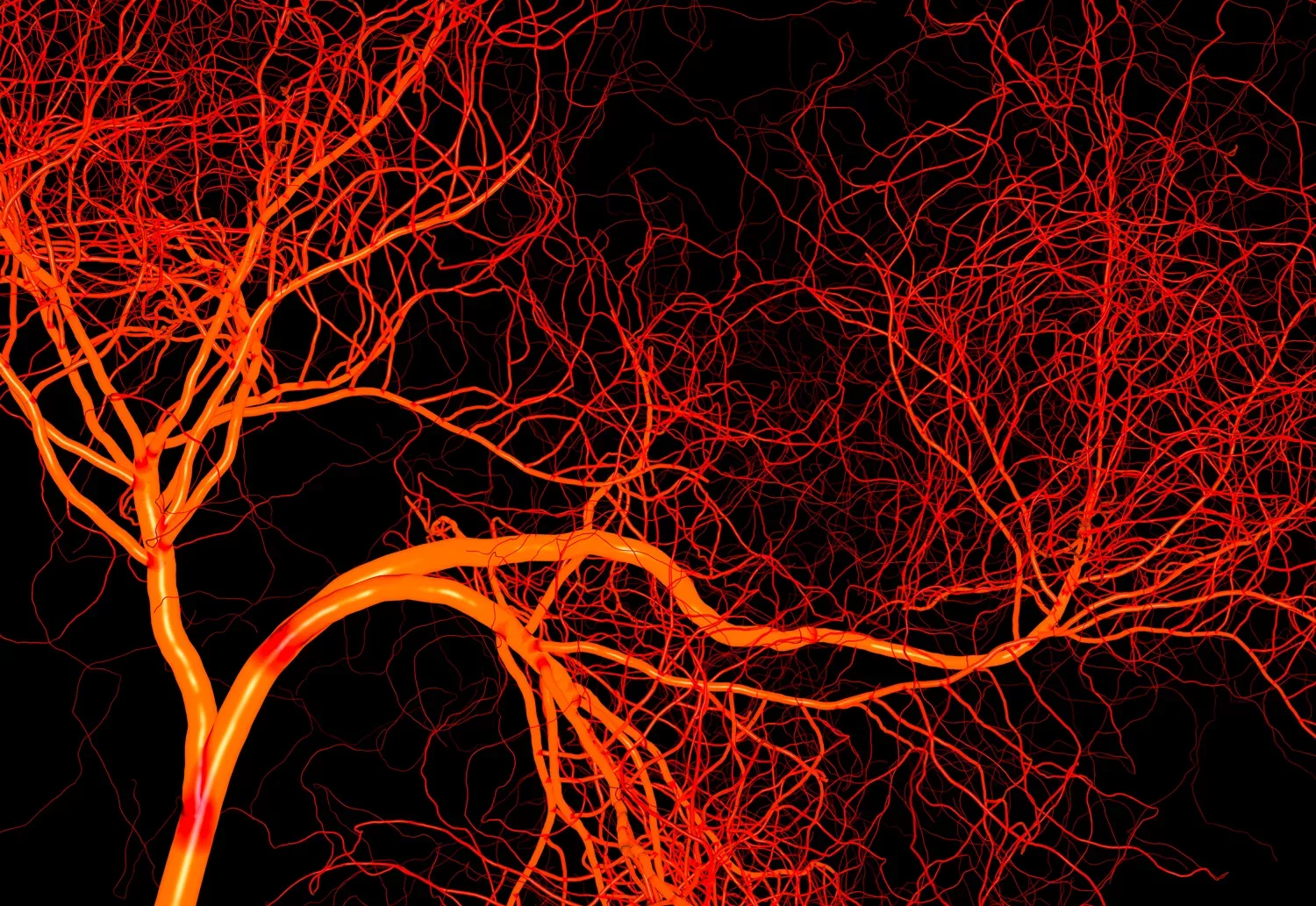 Wie Blutgefäße den Stoffwechselzustand von Neuronen wahrnehmen