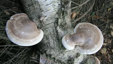 Birkenpolypore