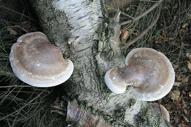 Birkenpolypore - Ein Pilz für Immunität, Darmgesundheit und mehr