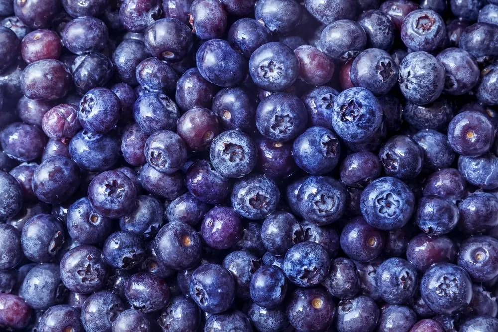 Blaubeeren und Probiotika helfen Darmkrankheiten entgegenzuwirken