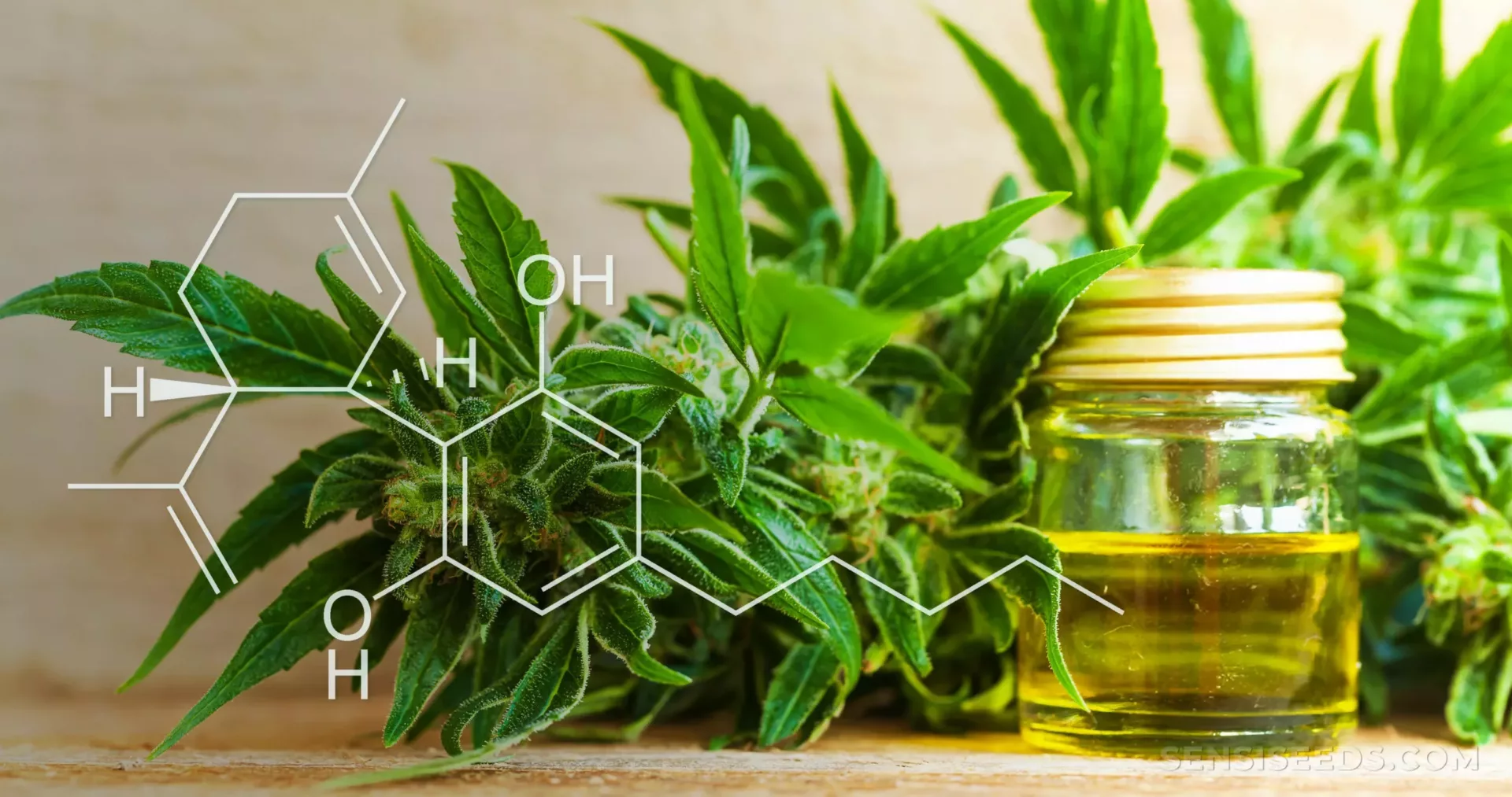 Was ist CBD-Öl? Alles, was Sie wissen müssen!