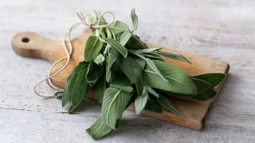 Salbei Rezepte - Mit dem ultimativen Herbstkraut gesund genießen