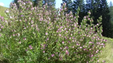 hauhechel