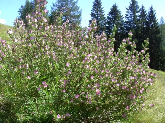 Hauchechel (Hauhechel) - Die natürliche Medizin für Blase und Niere. Verwendung, Heilwirkung & Rezepte