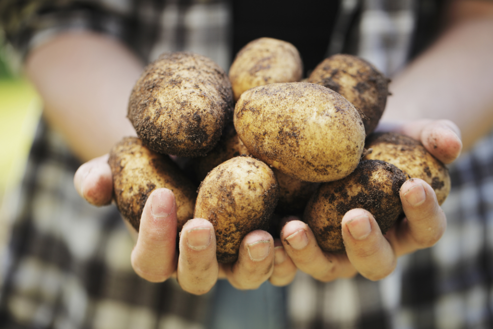 Drei Arten von genveränderten Kartoffeln sind von der FDA zugelassen worden - Was Sie darüber wissen sollten und wie Sie sie erkennen