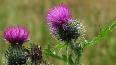 mariendistel