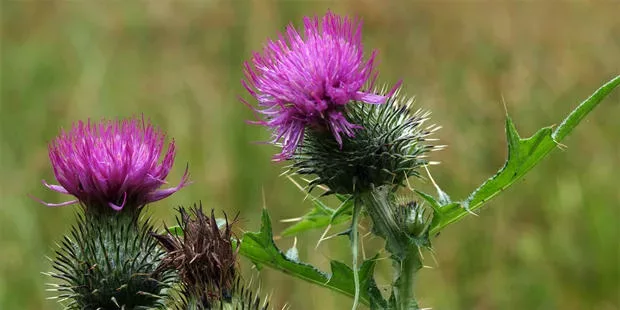 Mariendistel - Vorteile für die Leber und Unterstützung bei ihrer Entgiftung