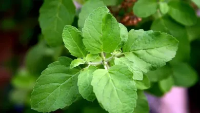 tulsi