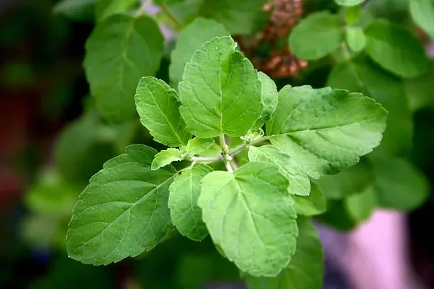 Heiliges Basilikum - Top 12 gesundheitliche Vorteile von Tulsi + Tee-Rezept