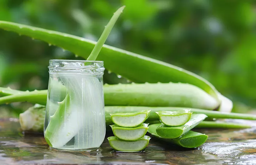 Acemannan aus Aloe Vera Pflanzen - Was ist das?