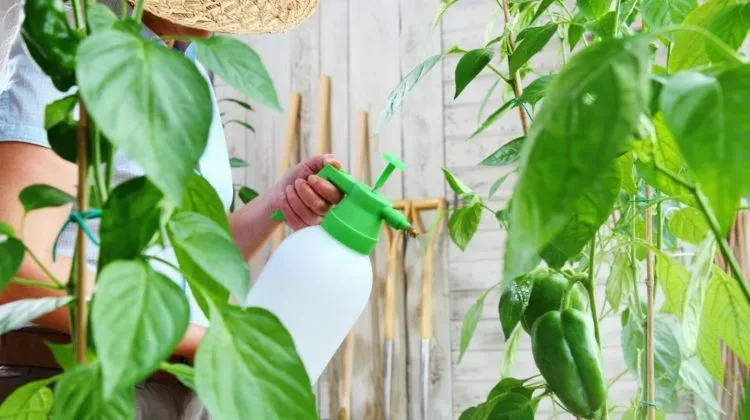 BIO-Pestizide - 10 erstaunlich hilfreiche, hausgemachte Bio Pestizide