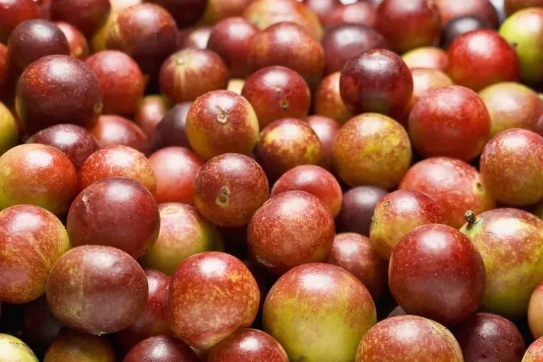 Camu Camu - Das Superfood aus dem Amazonas für Immunsystem, Schönheit &amp; Gesundheit