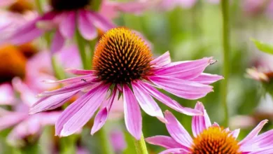 Echinacea