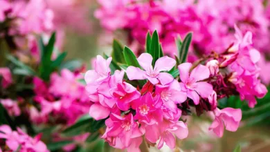 Oleander