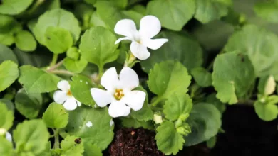brahmi