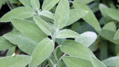 Salbei-3