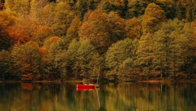 Saisonale-Achtsamkeit-Der-Herbst-ist-die-Zeit-des-Loslassens