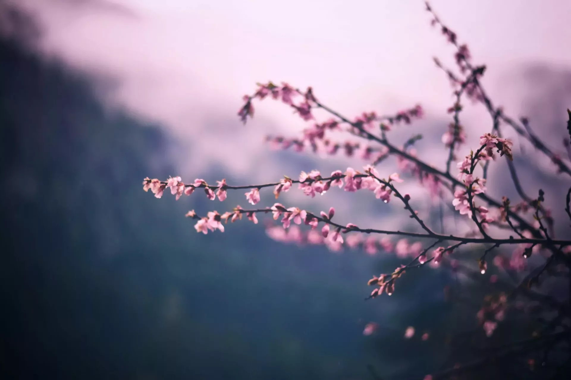 Saisonale Achtsamkeit: Der Frühling ist die Jahreszeit der Wiedergeburt