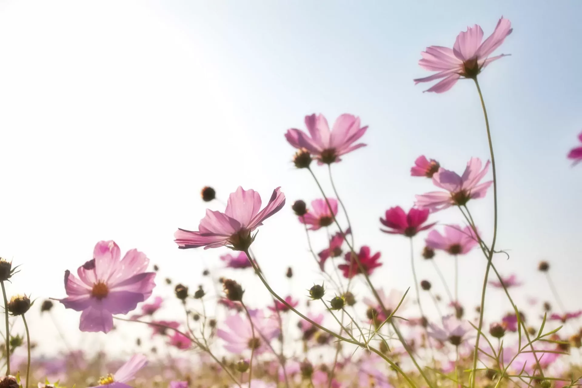 Saisonale Achtsamkeit: Der Sommer ist die Jahreszeit der Freude von Paula Hines