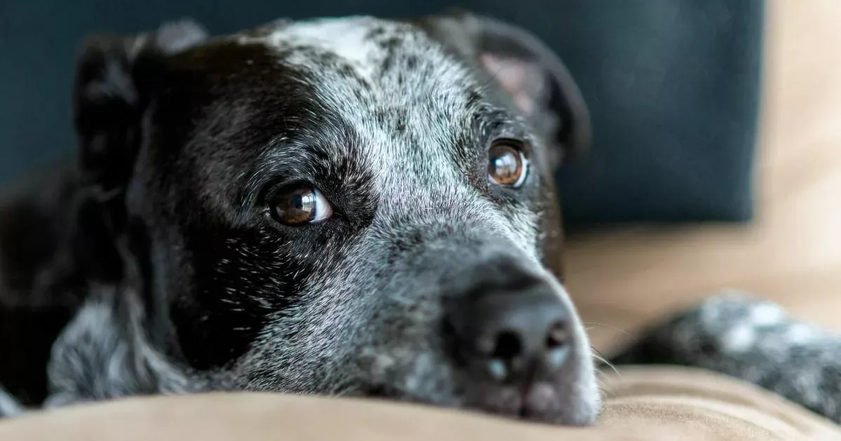 10 unglaubliche Hausmittel gegen Lipome beim Hund, die Sie kennen sollten