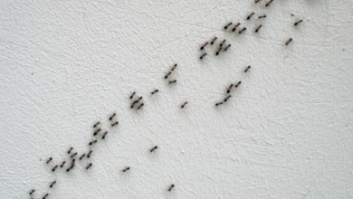 Ants-2-1
