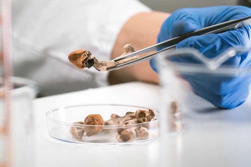 Magic Mushrooms: Eine Einzeldosis kann behandlungsresistente Depressionssymptome lindern