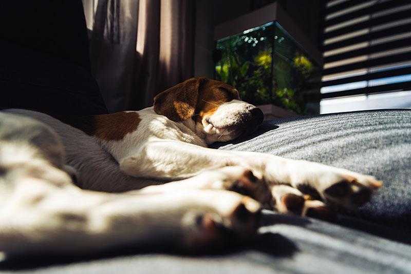 Schützen Sie Ihren Hund vor der Grippe – wie Sie ihn sicher und gesund halten