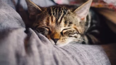 durchfall-katze