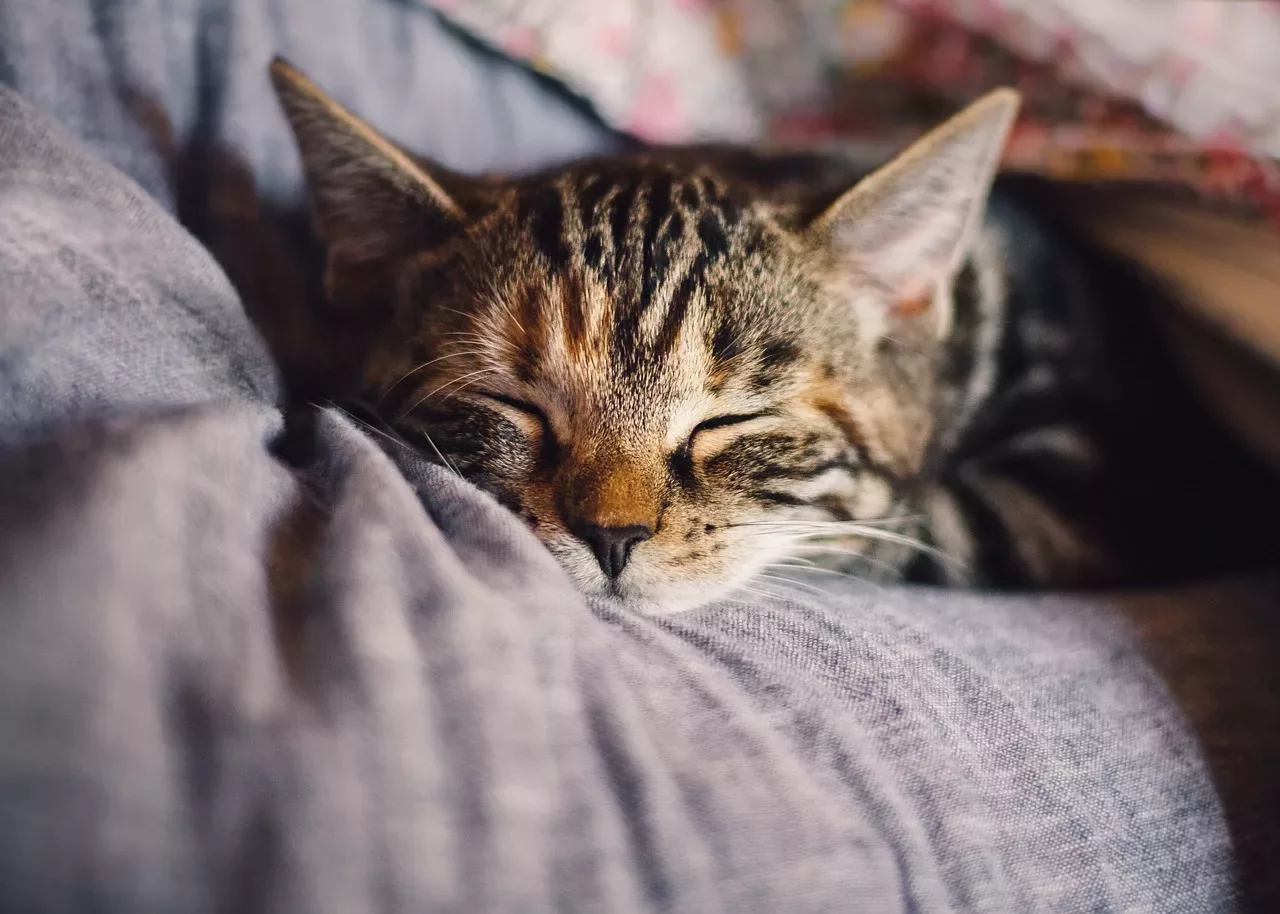 10 unglaubliche Hausmittel für Katzen bei Durchfall, die Sie kennen sollten