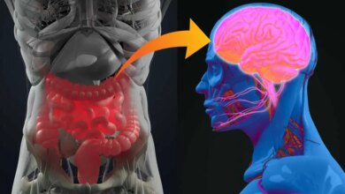 Neue-Studie-bestaetigt-„unbestreitbaren-Zusammenhang-zwischen-Darmbakterien-und-Alzheimer