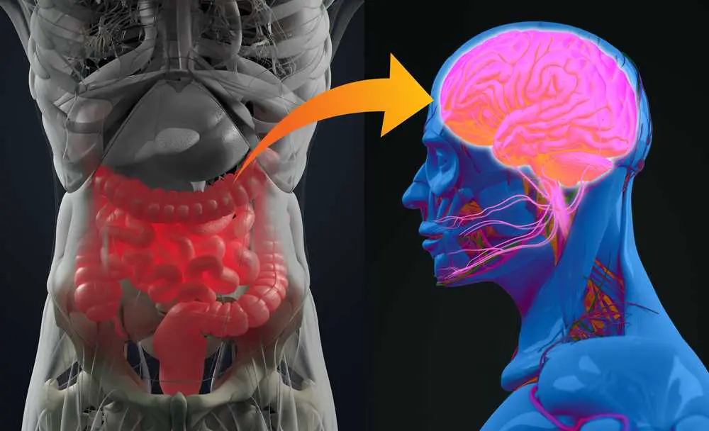 Neue Studie bestätigt „unbestreitbaren“ Zusammenhang zwischen Darmbakterien und Alzheimer