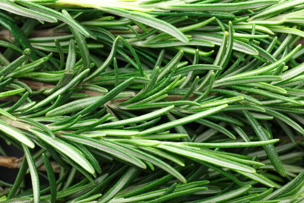 Rosmarin: Das gehirnfördernde Kraut und seine potenziellen Vorteile