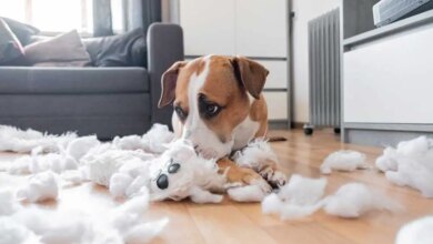 1683554642_Dieser-schuldige-Blick-den-Ihr-Hund-Ihnen-zuwirft-ist-nicht