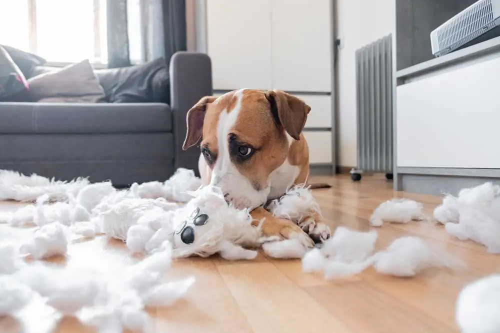 Dieser "schuldige" Blick, den Ihr Hund Ihnen zuwirft, ist nicht wirklich schuldig