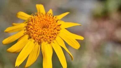 arnica-3407825_1920-1