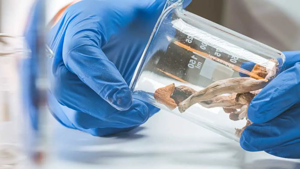 Eilmeldung: Die FDA schafft einen Weg für Versuche mit psychedelischen Arzneimitteln