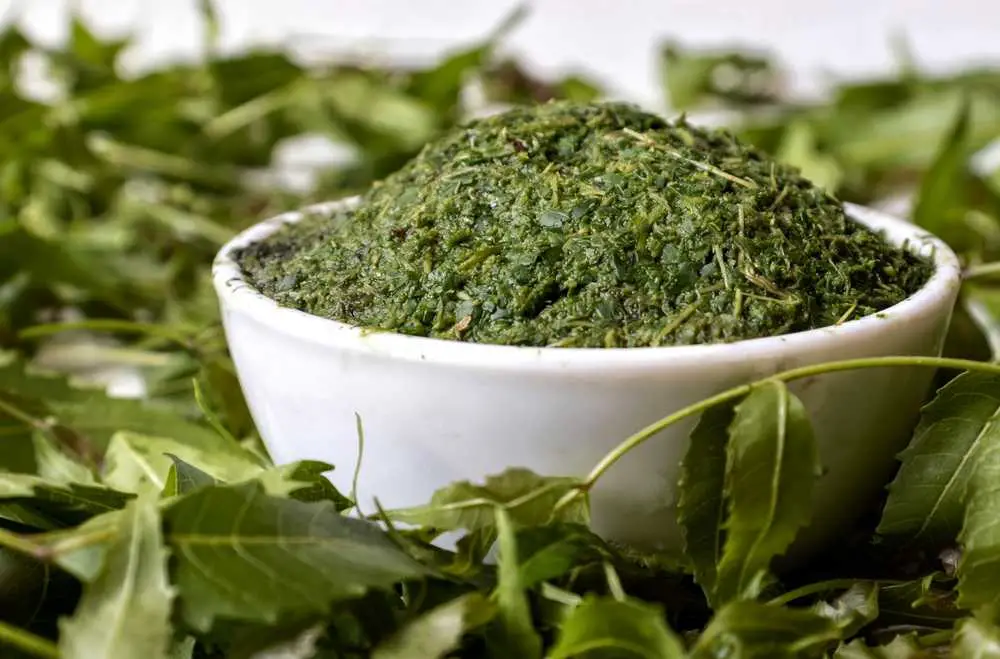 Dieses im Ayurveda weit verbreitete Kraut hat zahlreiche gesundheitliche Vorteile, darunter Krebsprävention, Entzündungsreduzierung und Blutreinigung