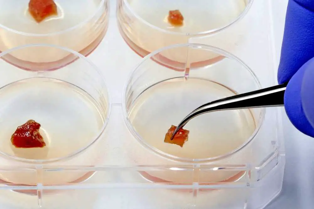 Die versteckten Komplikationen von Fleisch aus Laboranbau: Ein Umweltproblem