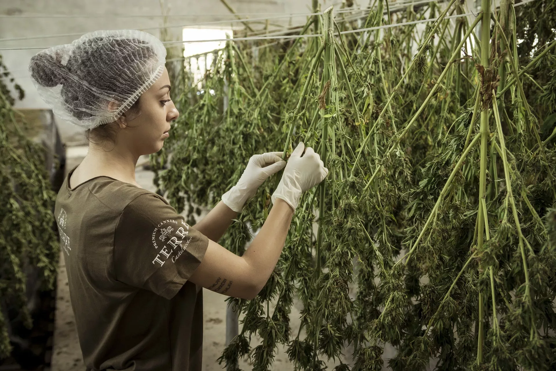 Ein revolutionärer Ansatz: Therapiezentrum Canabio startet Krebstherapie auf Cannabis-Basis