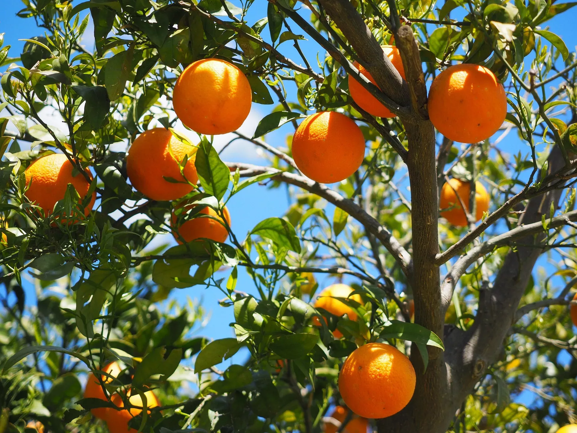 Vitamin-C-Infusionen: Eine wirksame Methode zur Gesundheitsförderung