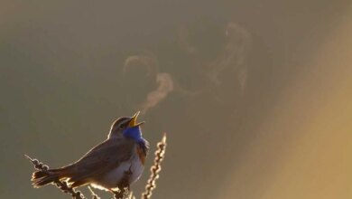 Der-verwandelnde-Einfluss-des-Vogelgesangs-Warum-es-sich-lohnt-Zeit