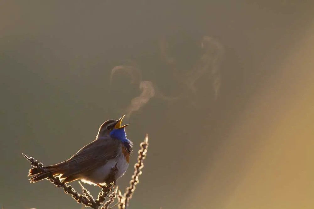 Der verwandelnde Einfluss des Vogelgesangs: Warum es sich lohnt, Zeit im Freien zu verbringen und wie der Gesang der Vögel unsere mentale Gesundheit beeinflusst