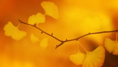 Ginkgo-Biloba-Ein-alter-Baum-mit-Heilkraeften