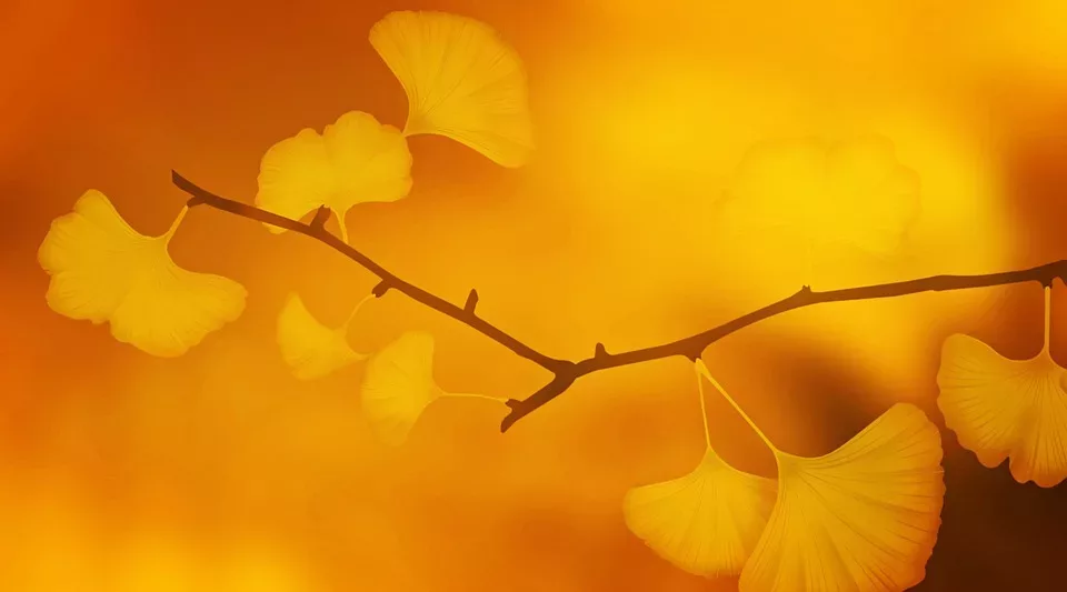 Ginkgo Biloba: Ein alter Baum mit Heilkräften