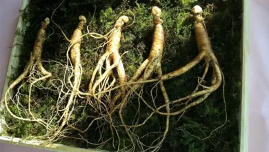 Ginseng-Die-Kraftwurzel-aus-Asien
