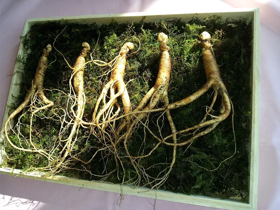 Ginseng: Die Kraftwurzel aus Asien