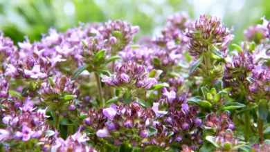 Hausmittel-gegen-Husten-Natuerliche-Behandlungen-und-Tipps