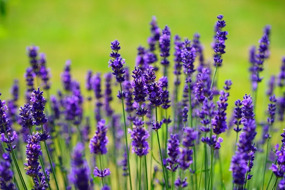 Heilpflanzen im eigenen Garten anbauen