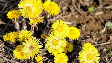 Husten-Hausmittel-Natuerliche-Heilmittel-die-funktionieren